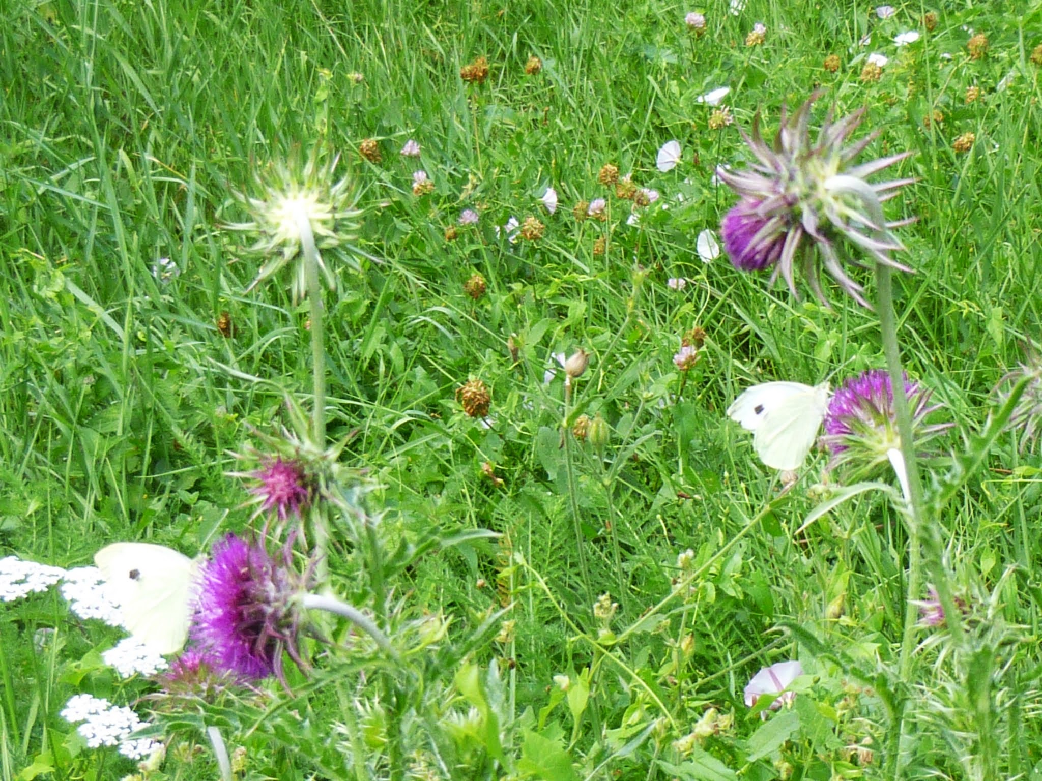 papillons et fleurs sauvage dans le parc régional du Morvan