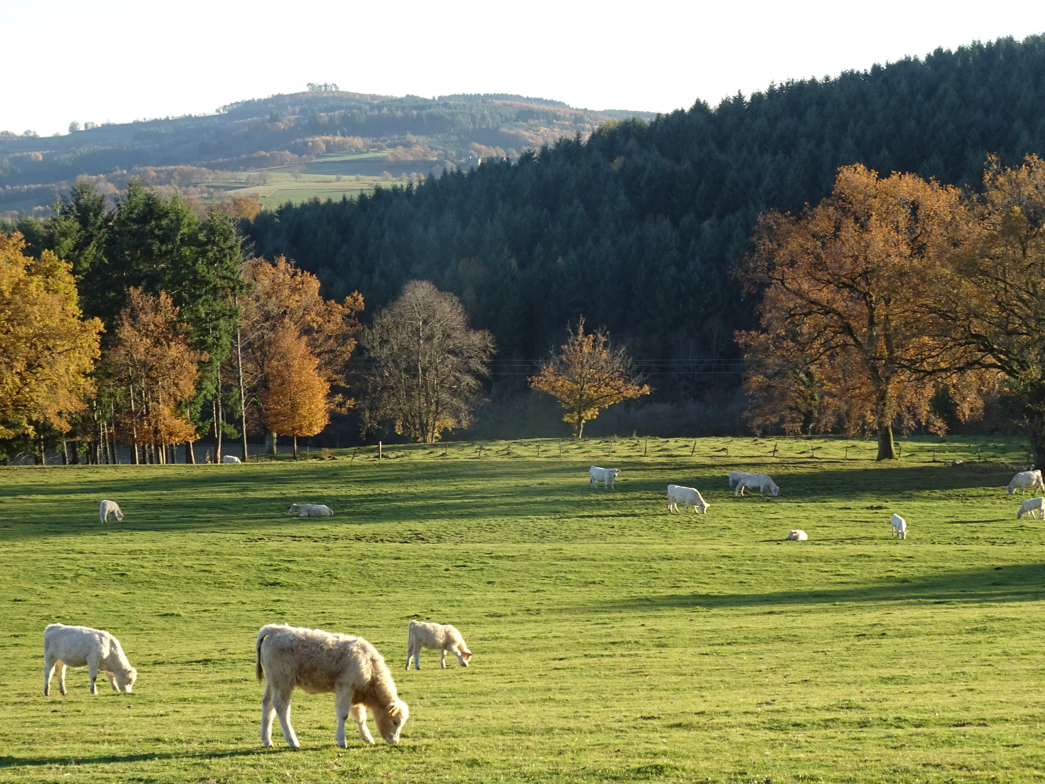 vaches charolaises la grande verrière dans le parc du Morvan