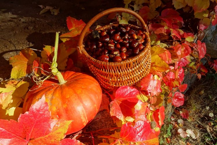 Boisseau-nature-automne-morvan-bourgogne