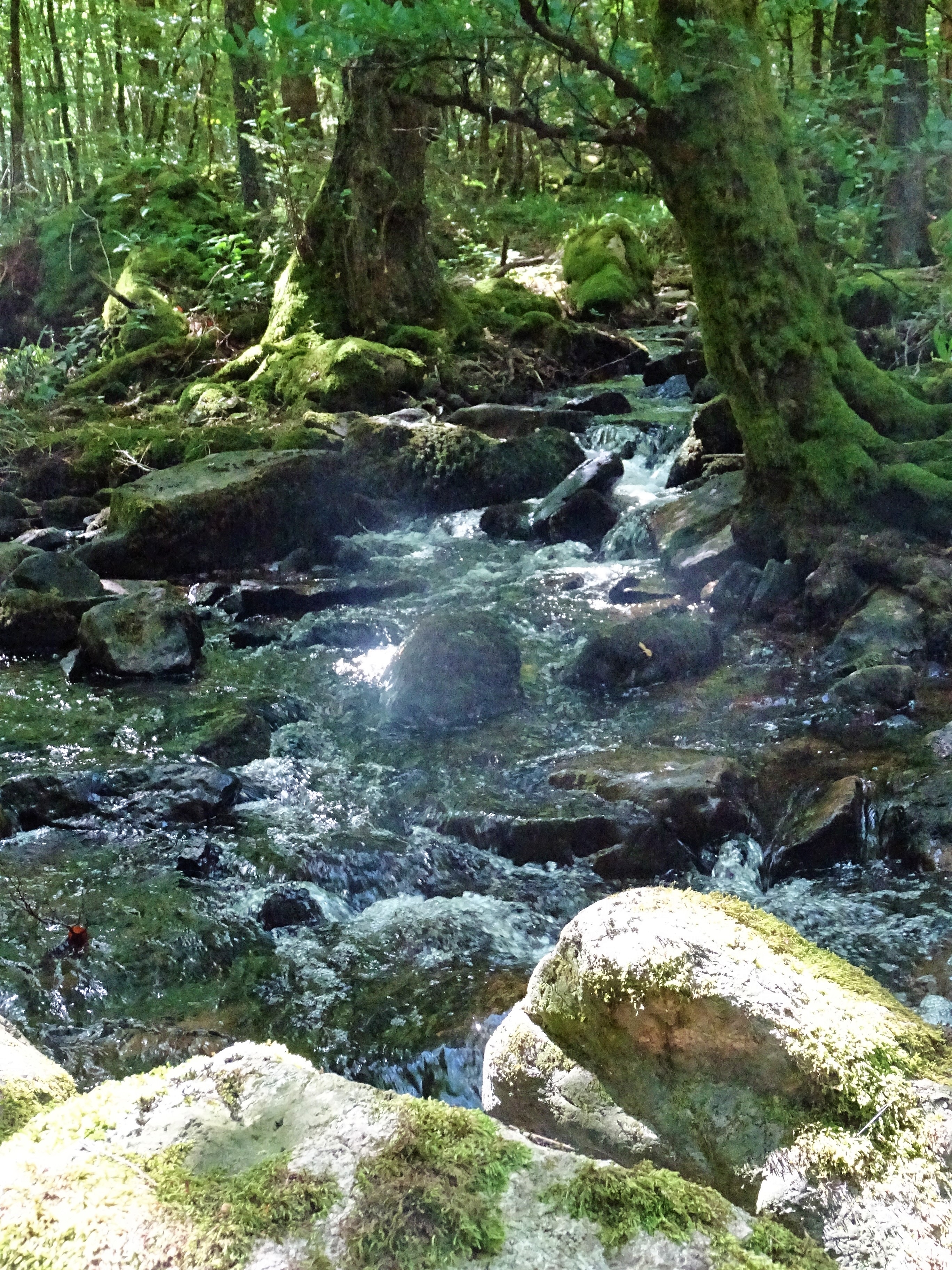 cascade d'eau Gorges de la Canche située dans le Morvan près de Boisseau